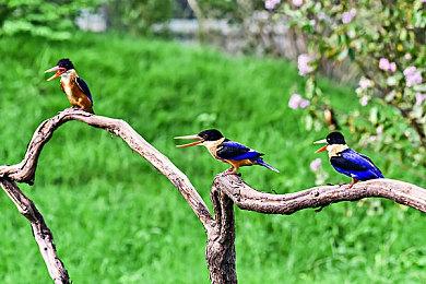 威世智发布《万智牌：腥红婚誓》：一场吸血鬼婚礼